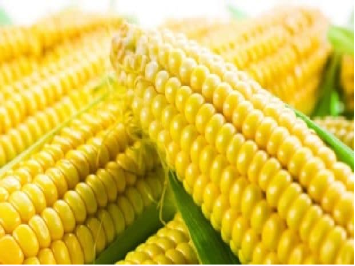 Benefits Of Corn: વરસાદમાં મકાઈ ભુટ્ટા સ્વાદની સાથે સ્વાસ્થ્ય માટે પણ ફાયદાકારક, પરિવાર સાથે બેસીને ખાઓ