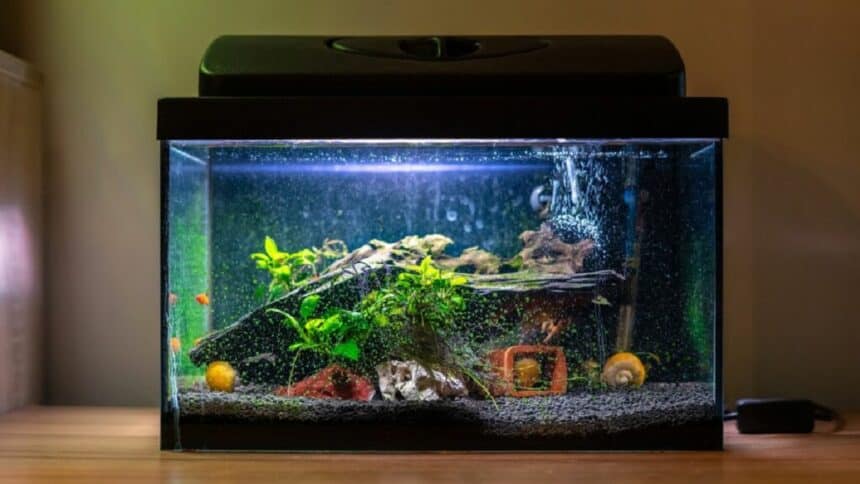 FISH TANK