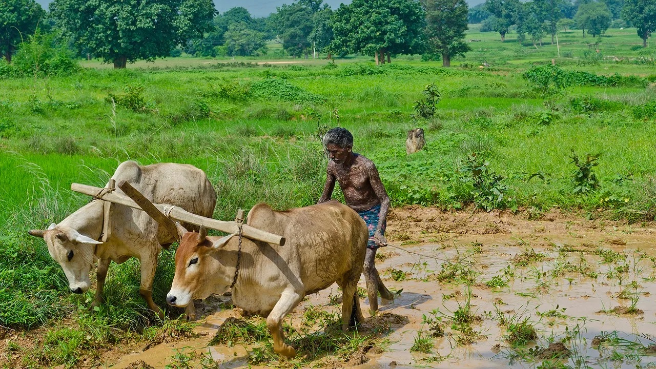 Farmers