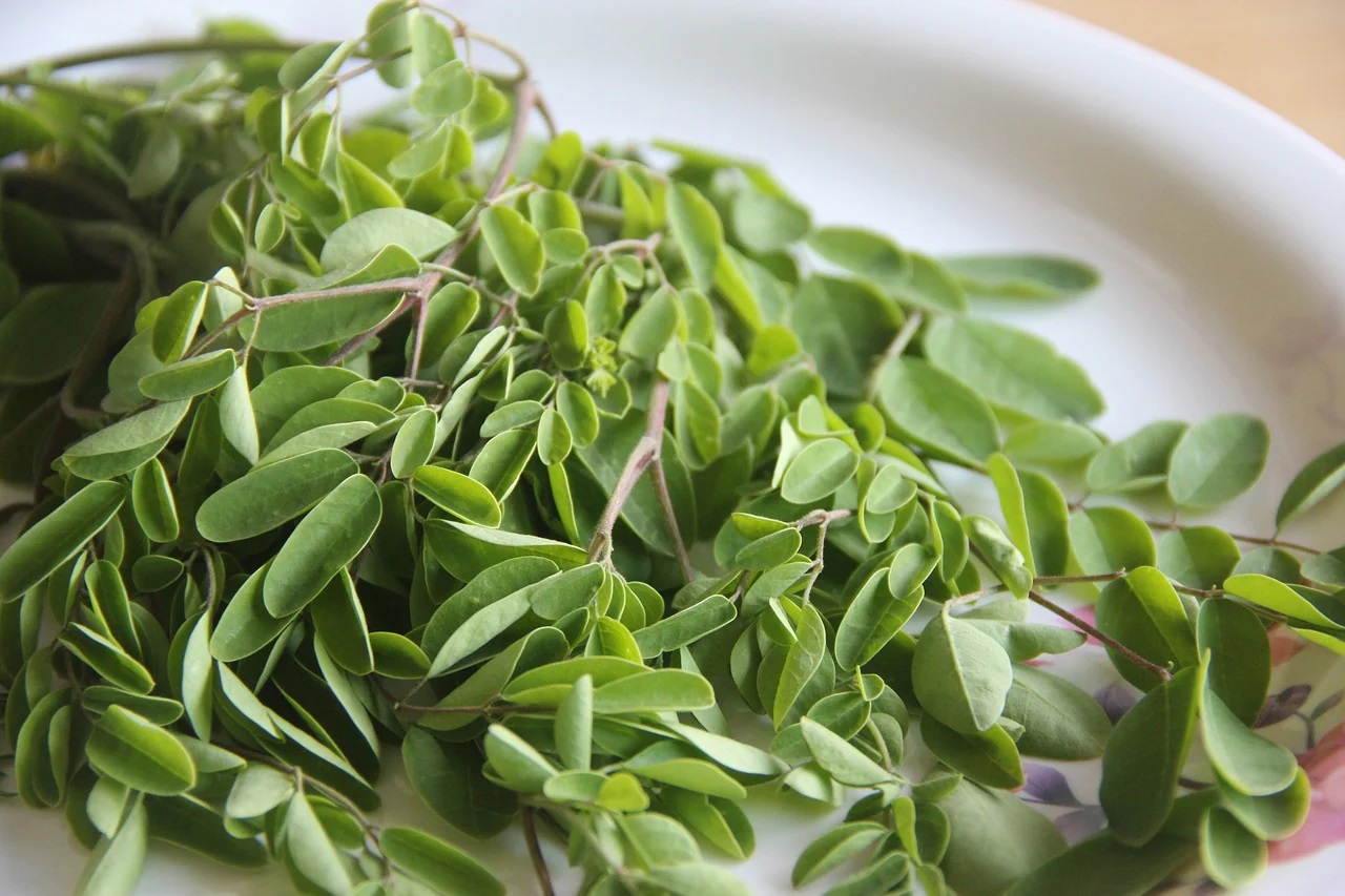 moringa leaves.2