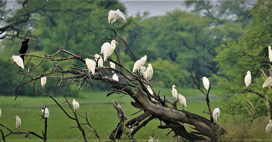 Rajasthan