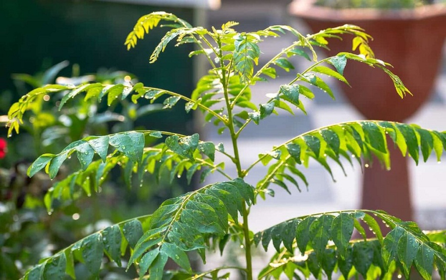 Curry Plant