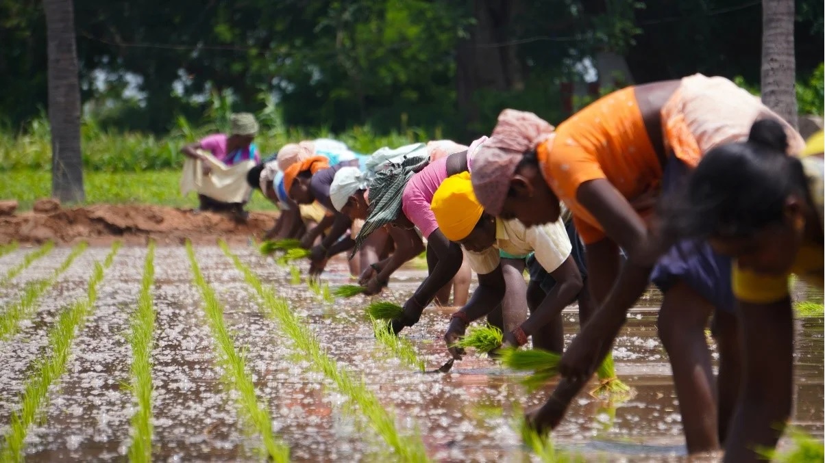 Farmers