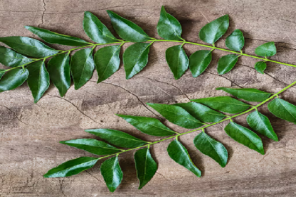 curry leaves e1729935672997