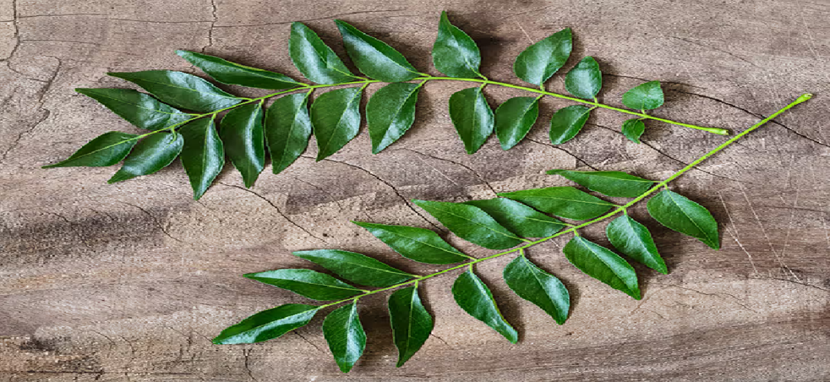 curry leaves e1729935672997