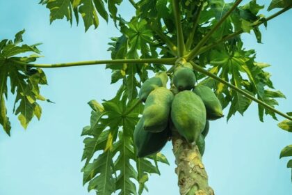 papaya leaves and seeds are very beneficial for health know why they should consumed on an empty stomach in morning