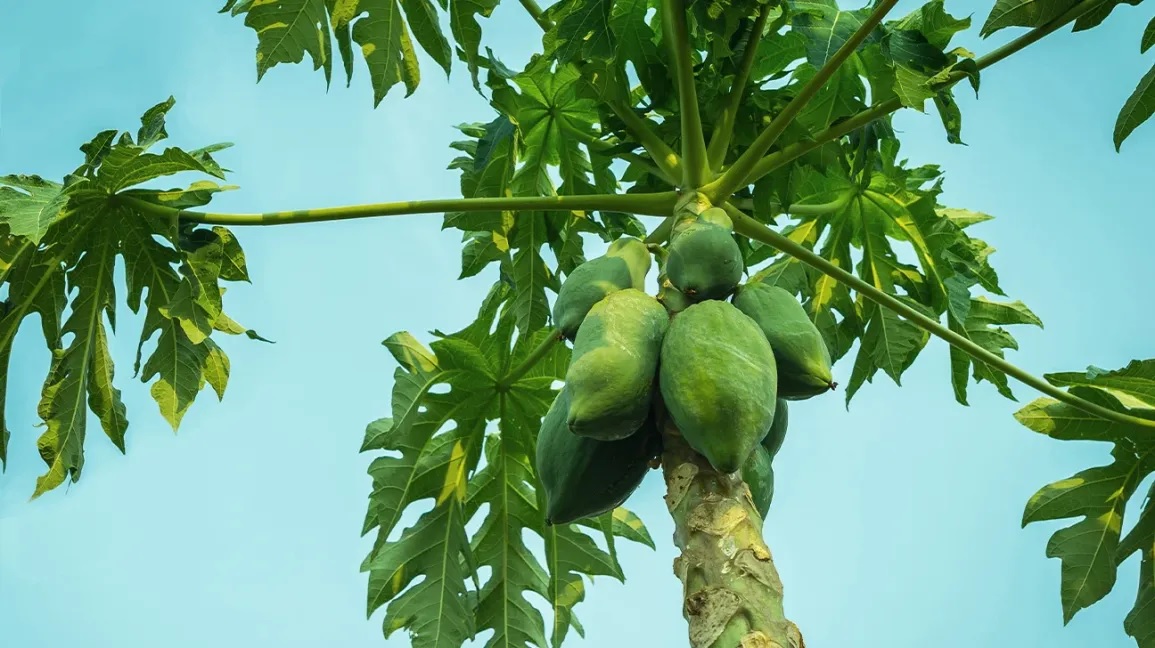 papaya leaves and seeds are very beneficial for health know why they should consumed on an empty stomach in morning