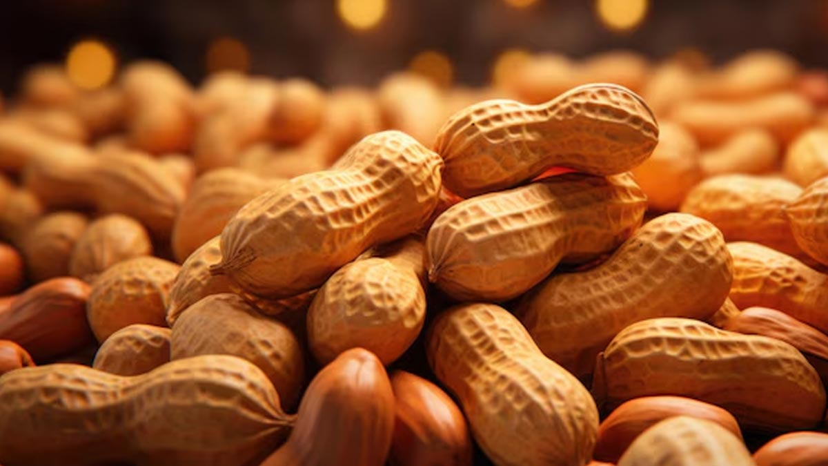 eating peanuts provides many health benefits know why it should be consumed in winters mungfali2