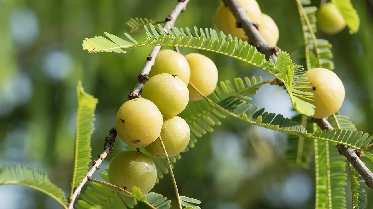 amla is beneficial in controlling diabetes know how to use benefits of amla in diabetes23