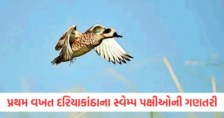 counting of coastal marsh birds for first time in india counting will continue from today till 5 january