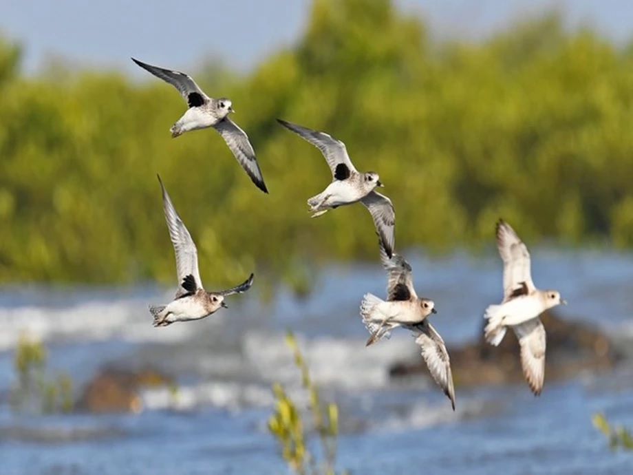 counting of coastal marsh birds for first time in india counting will continue from today till 5 january1