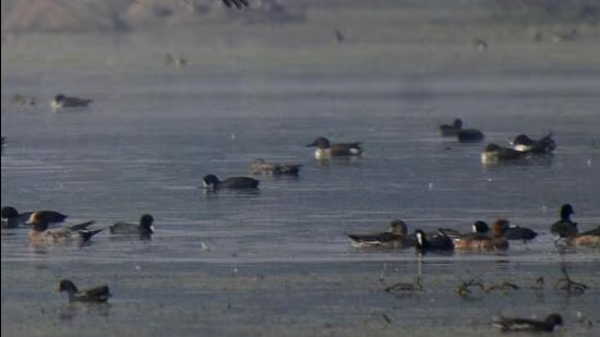 counting of coastal marsh birds for first time in india counting will continue from today till 5 january2