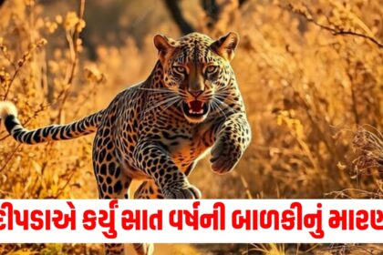 minor girl killed in leopard attack in gujarat amreli cages put up to trap