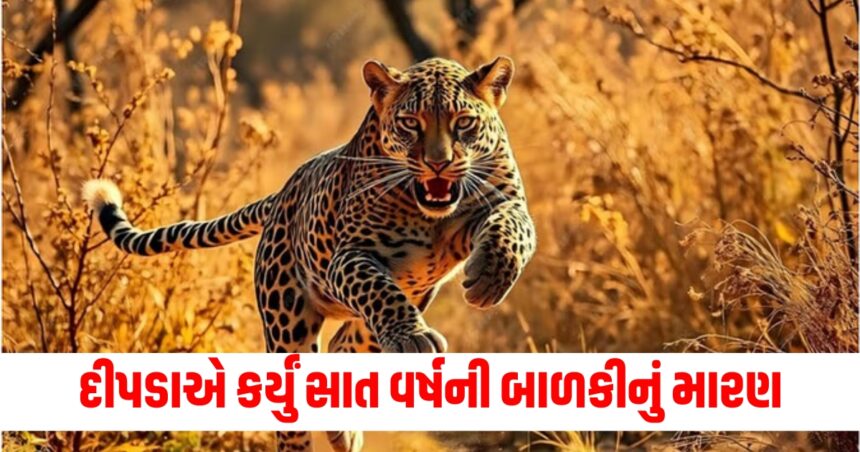 minor girl killed in leopard attack in gujarat amreli cages put up to trap