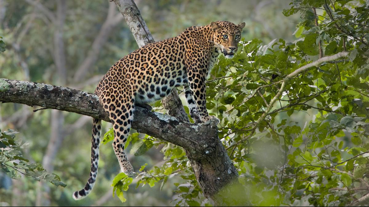 minor girl killed in leopard attack in gujarat amreli cages put up to trap09090900