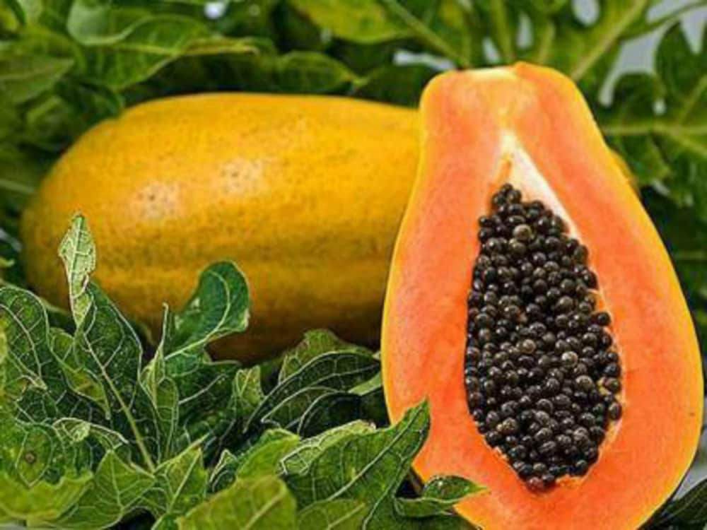 why to eat papaya in winters amazing health benefits of papaya009