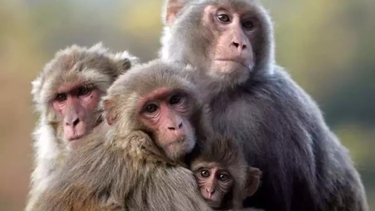 Why does this neighboring country of India want to sell monkeys to China A big reason has come to light