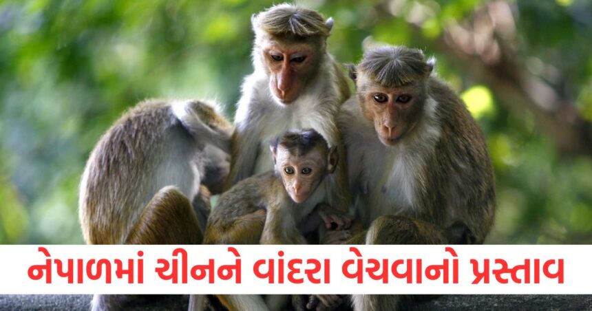 Why does this neighboring country of India want to sell monkeys to China A big reason has come to light1