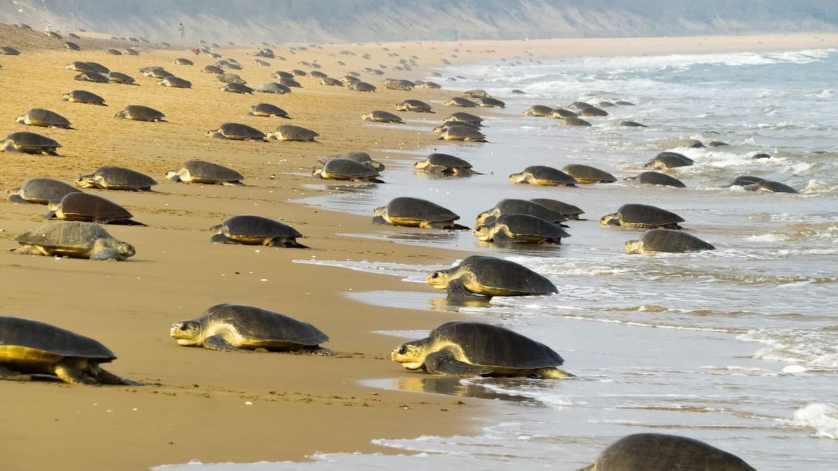 amazing video lakhs of turtles reached beach of odisha laid more than 5 5 lakh eggs