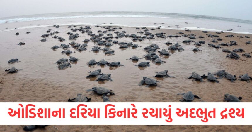 amazing video lakhs of turtles reached beach of odisha laid more than 5 5 lakh eggs1