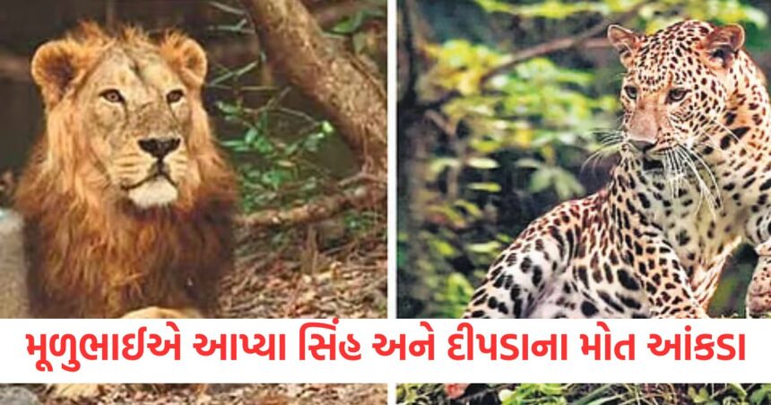 286 lions and 456 leopards died in two years in1